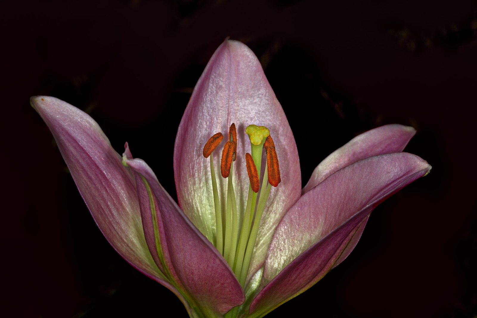 A pink lily on black