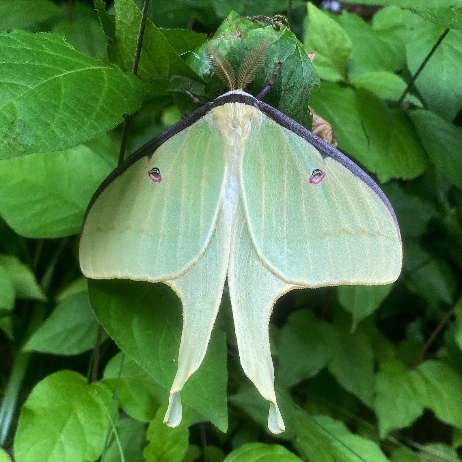 A pale green luna moth on leaves