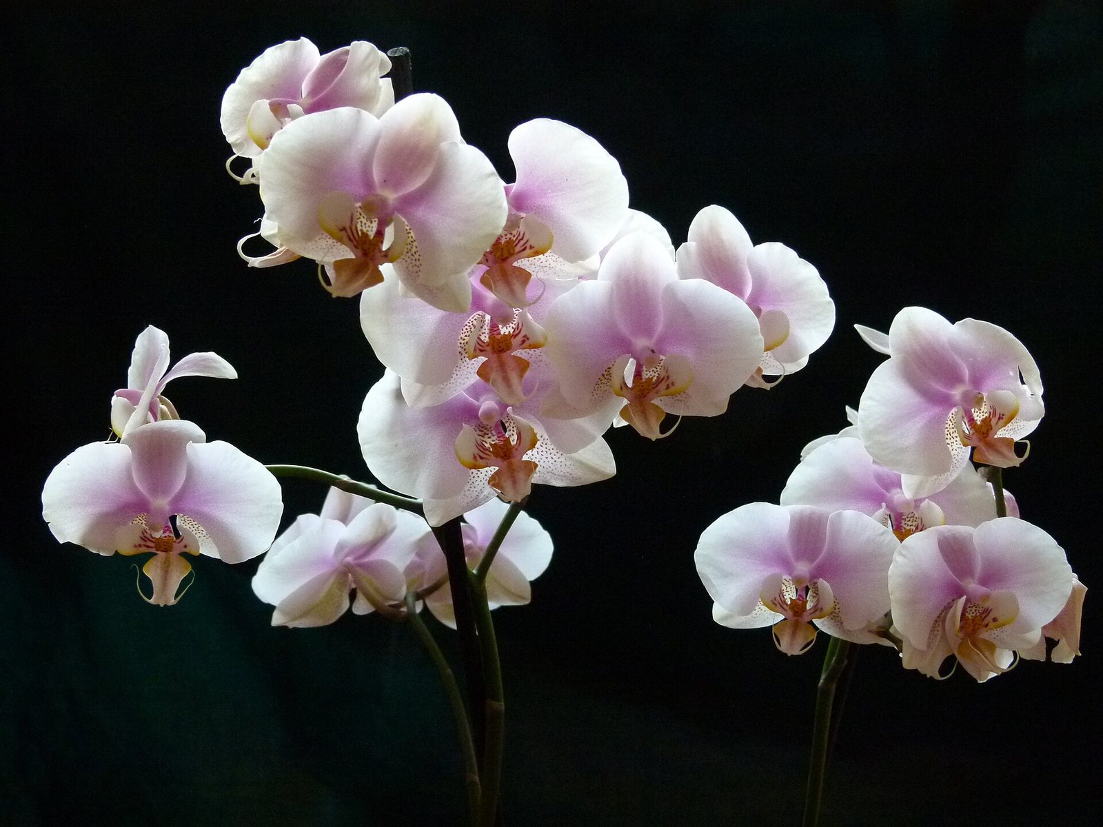 White and pink orchids on black