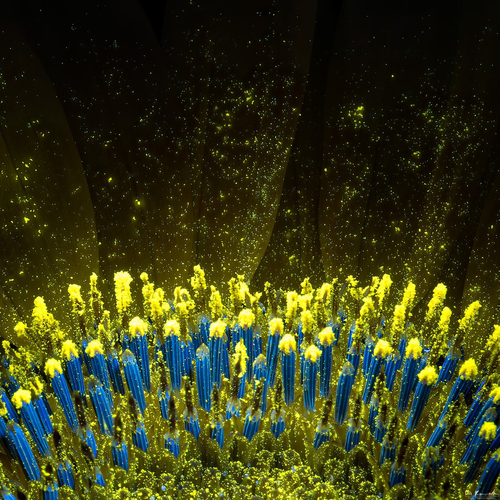 A flower field glowing under ultraviolet light
