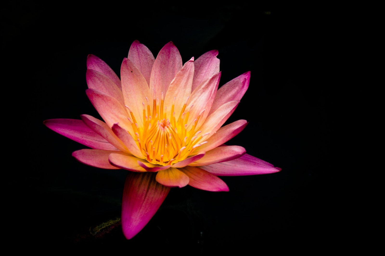 A water lily glowing on black water